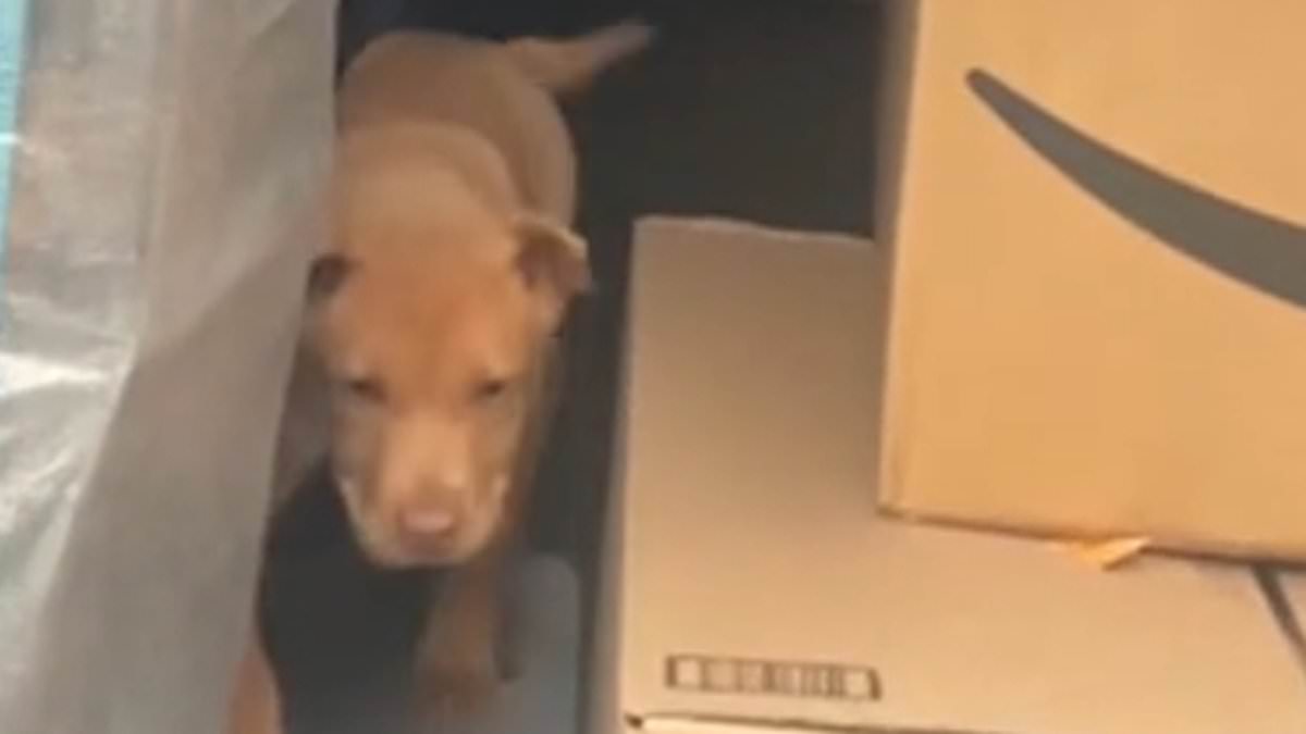 Shocking moment Amazon delivery driver tries to steal woman’s PUPPY from her yard – as e-commerce giant fires her [Video]