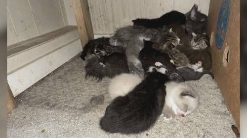 BC SPCA rescues more than 200 cats and kittens from home [Video]