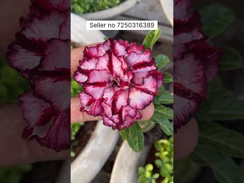 Rare Colour Adenium Plant Online Shopping 🪴 [Video]