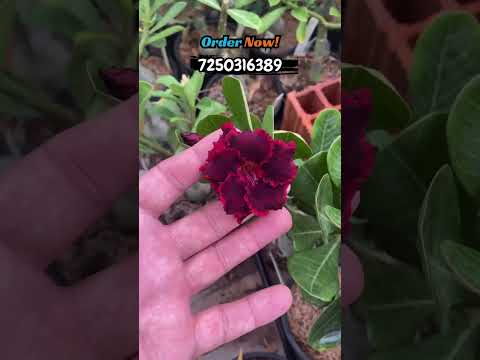 Rare Black Red Shaded Adenium Plant Online Shopping 🪴 [Video]