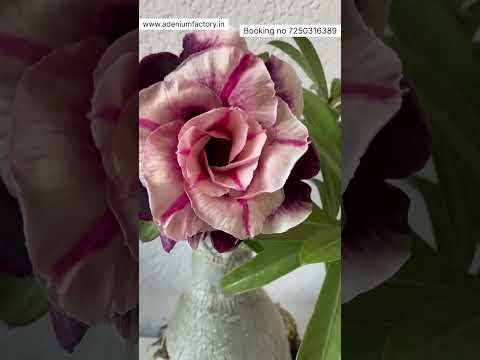 Rare Adenium Imported Colour Online Shopping 🪴 [Video]