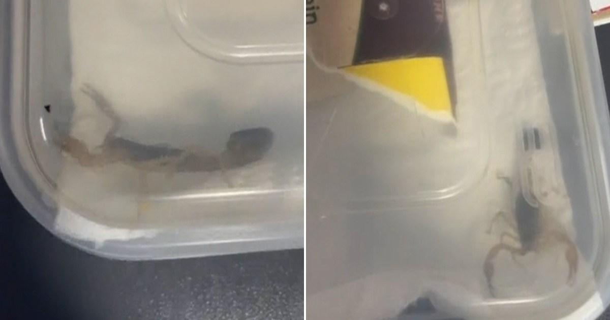 Student finds live scorpion hiding in Shein parcel | UK News [Video]