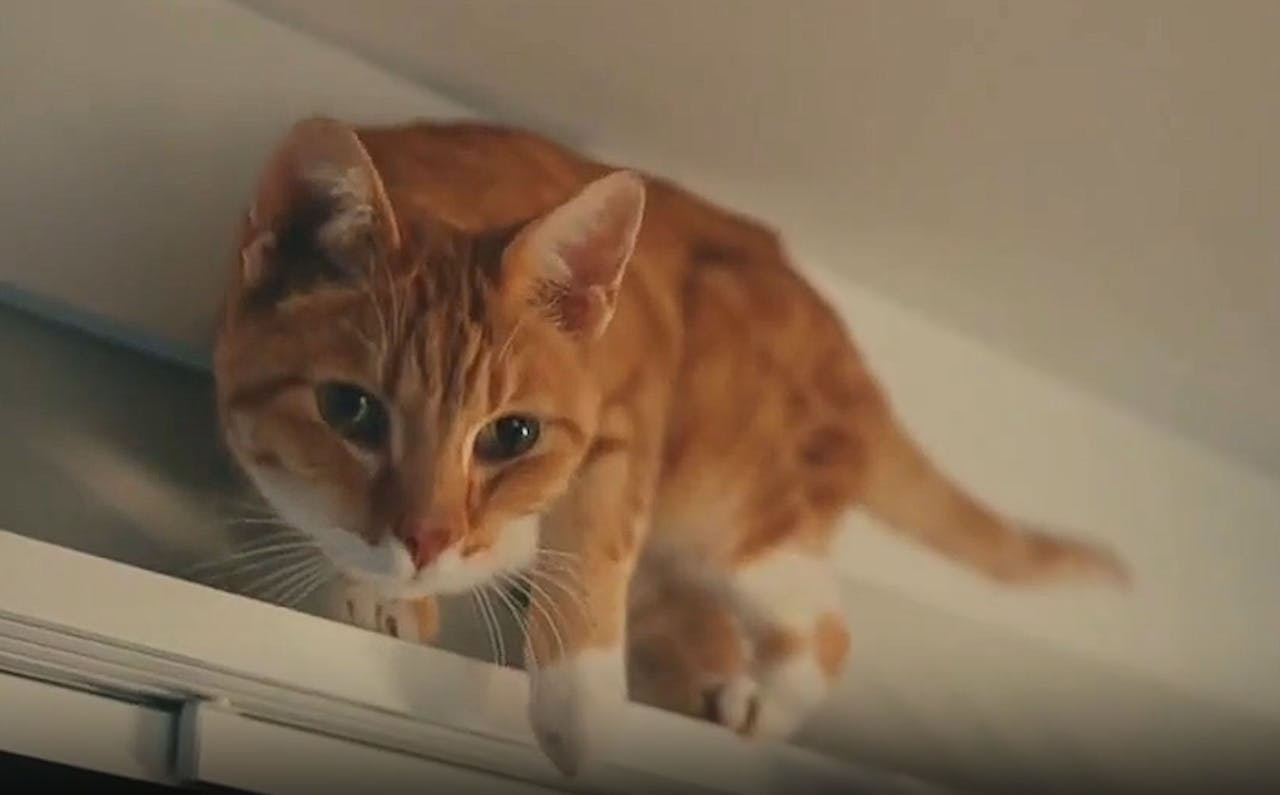 Ikea delivers quick fixes for common cat-astrophes during the holidays [Video]