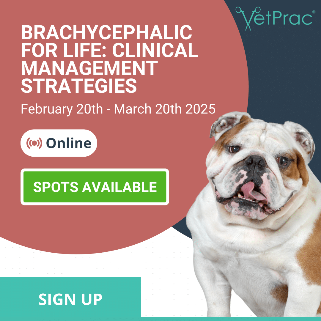 Brachycephalic for Life: Clinical Management Strategies [Video]